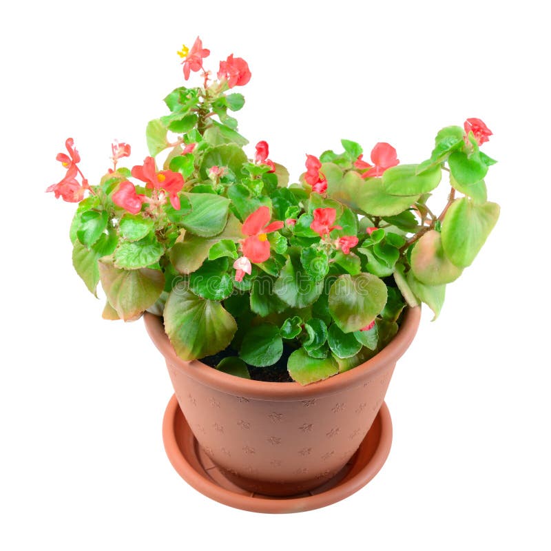 Begonia in vaso immagine stock libera da diritti