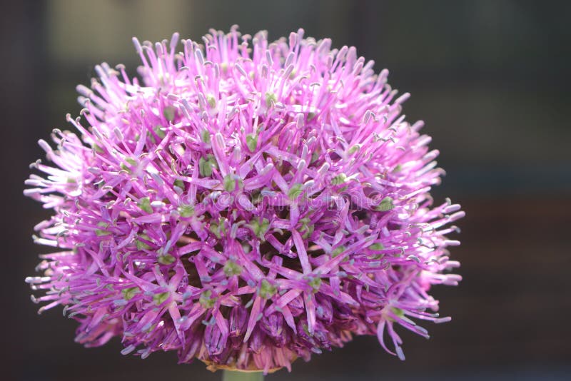 Fiore della cipolla di estate sotto il sole fotografia stock Fiore della cipolla di estate sotto il sole fotografia stock