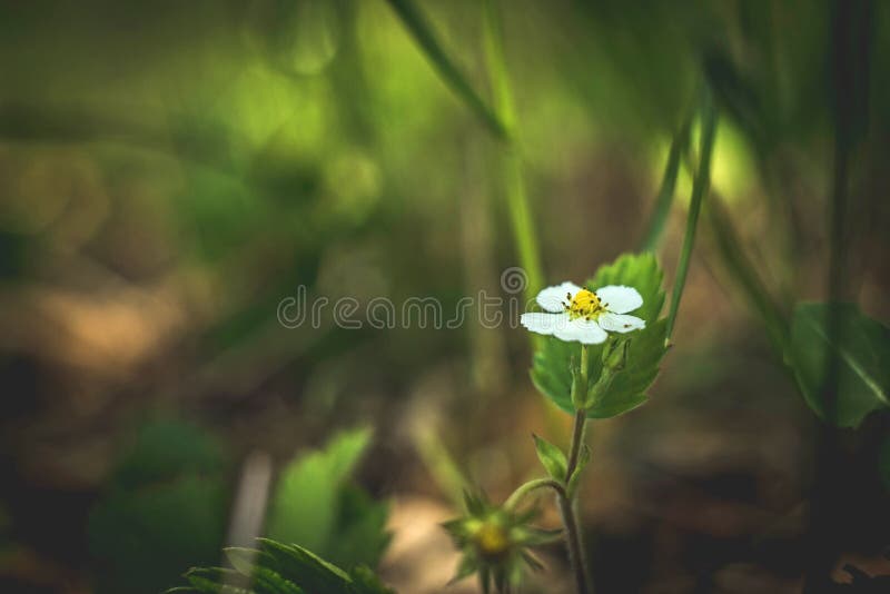 Fiore della fragola di bosco Fiori bianchi delicati sulla natura di estate fotografia stock libera da diritti Fiore della fragola di bosco Fiori bianchi delicati sulla natura di estate fotografia stock libera da diritti