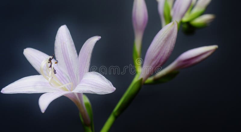 Fiore della hosta su un fondo scuro Fiore della hosta su un fondo scuro