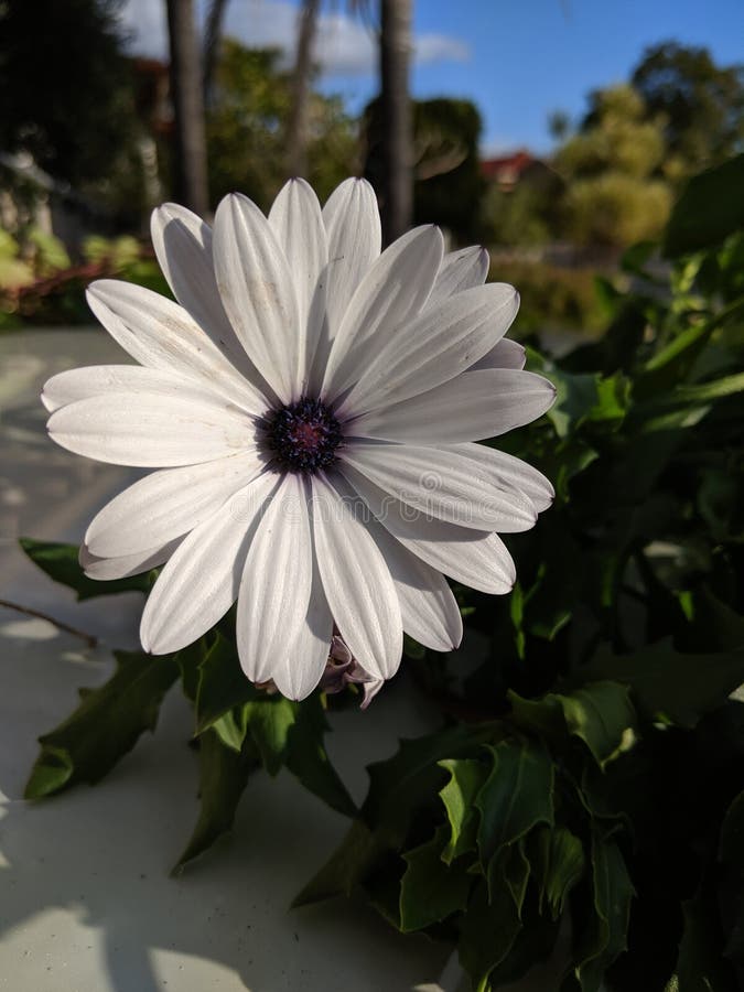 Fiore della margherita bianca con il centro scuro fotografie stock Fiore della margherita bianca con il centro scuro fotografie stock