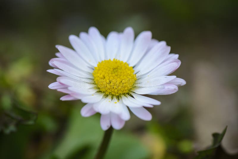 Fiore della margherita sul campo con le foglie di morte, fine su fotografia stock Fiore della margherita sul campo con le foglie di morte, fine su fotografia stock