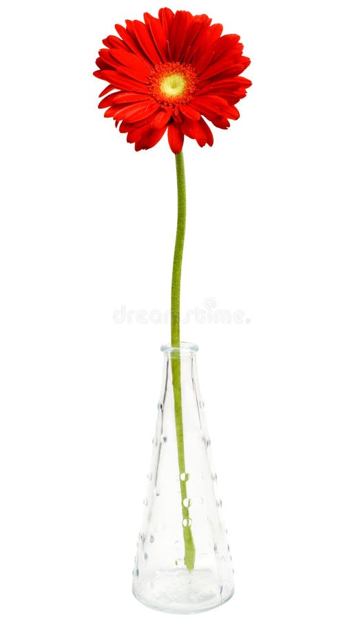 Fiore della margherita in vaso fotografie stock libere da diritti Fiore della margherita in vaso fotografie stock libere da diritti