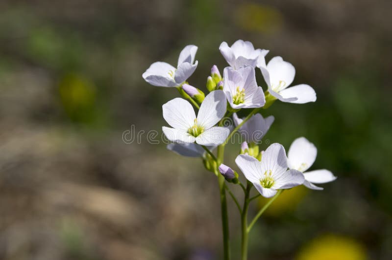 Fiore della molla del prato di pratensis del Cardamine in fioritura fotografia stock libera da diritti Fiore della molla del prato di pratensis del Cardamine in fioritura fotografia stock libera da diritti