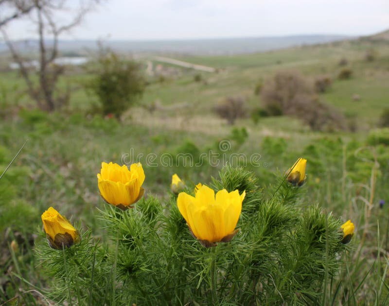 Fiore della montagna in primavera fotografia stock libera da diritti Fiore della montagna in primavera fotografia stock libera da diritti