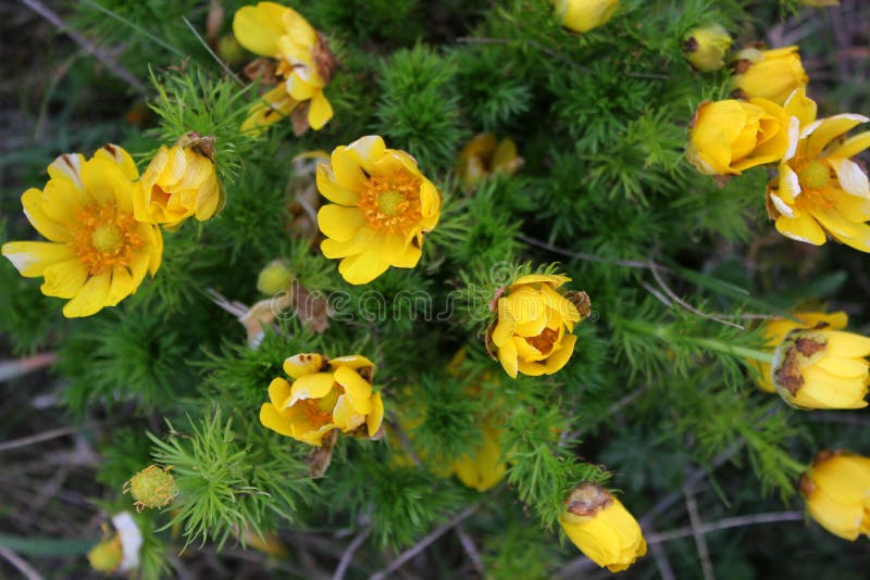 Fiore della montagna in primavera fotografie stock Fiore della montagna in primavera fotografie stock