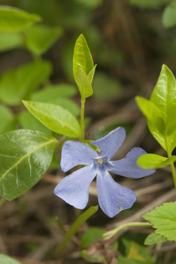 Fiore della periwinkle minore periwinkle minefoglia vinca minore immagini stock libere da diritti