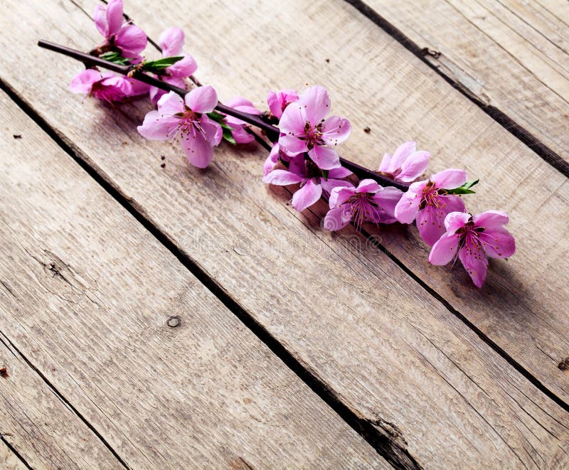 Fiore della pesca su vecchio fondo di legno Fiori della frutta immagine stock libera da diritti Fiore della pesca su vecchio fondo di legno Fiori della frutta immagine stock libera da diritti