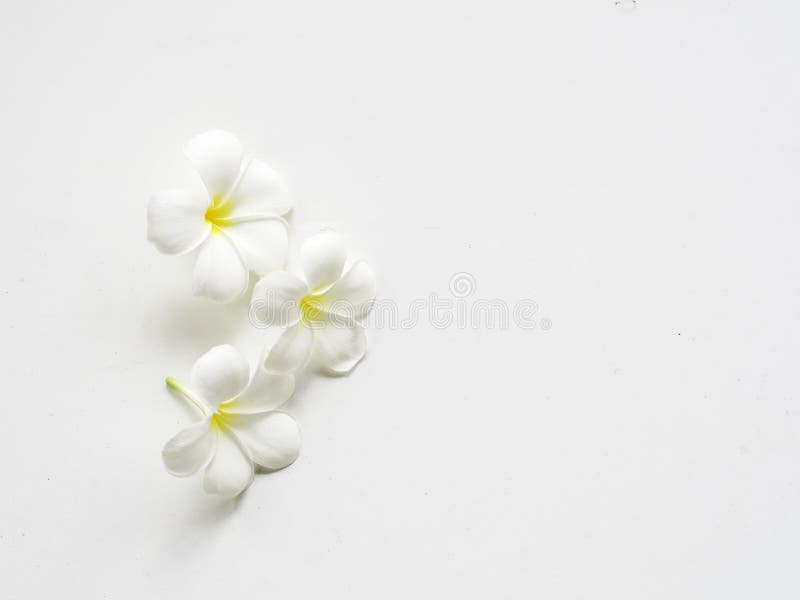 Fiore della stazione termale di plumeria del frangipane su di legno bianco fotografia stock Fiore della stazione termale di plumeria del frangipane su di legno bianco fotografia stock