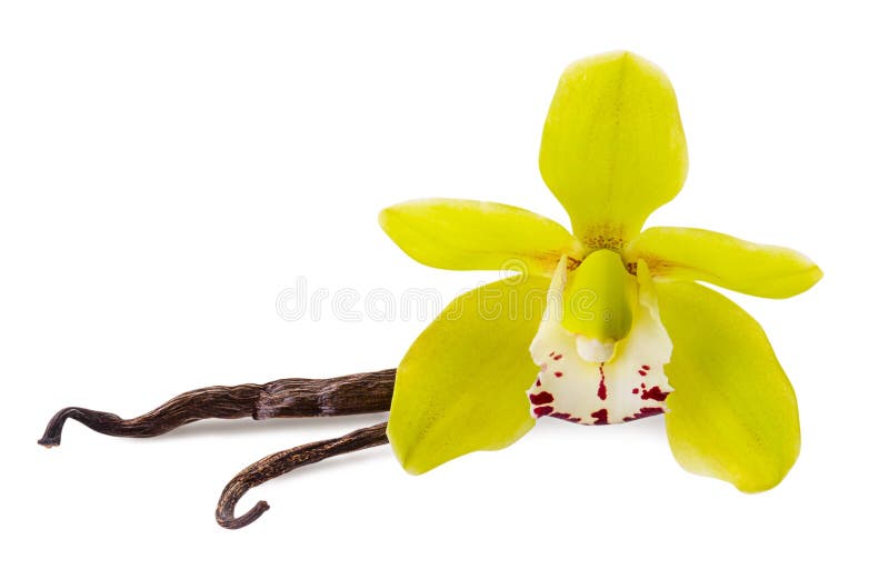 Fiore della vaniglia e 2 bastoni isolati su fondo bianco come elemento di progettazione di pacchetto fotografia stock libera da diritti Fiore della vaniglia e 2 bastoni isolati su fondo bianco come elemento di progettazione di pacchetto fotografia stock libera da diritti