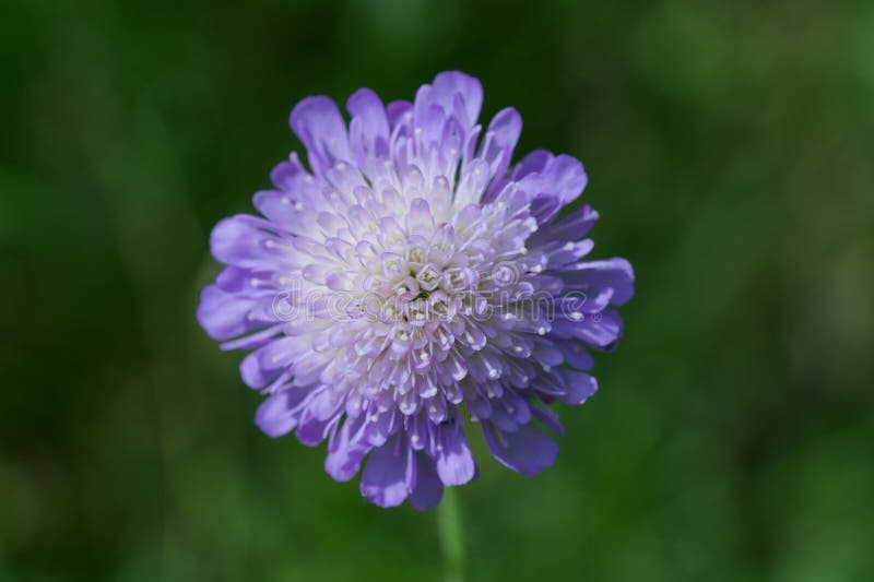 Semi Di Fiore Annuale - Lillipot - SAKATA ORNAMENTALS EUROPE A/S - Mix Di Colori / Da Vaso / Per - Foto 4