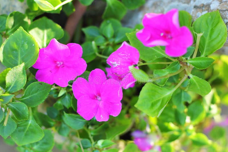 Fiore delle petunie - fiore rosa in natura fotografia stock libera da diritti Fiore delle petunie - fiore rosa in natura fotografia stock libera da diritti