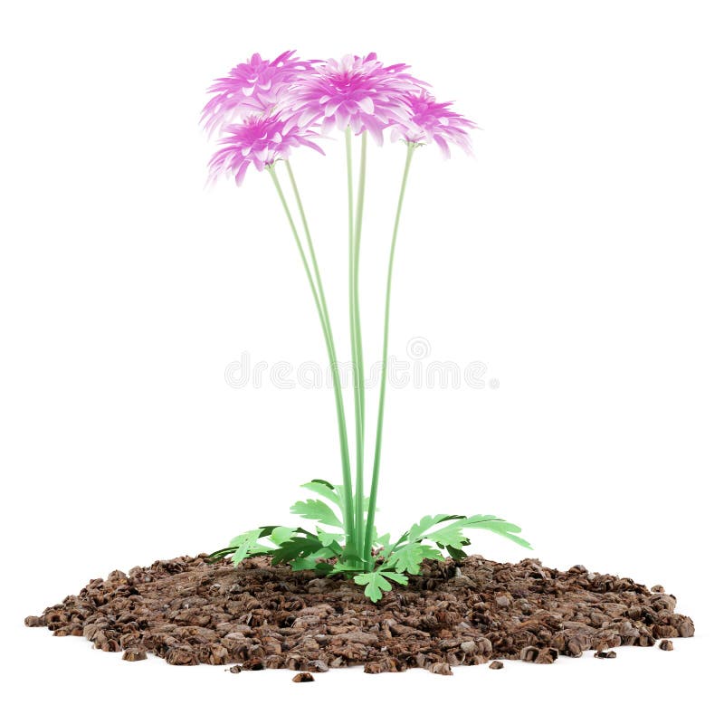 Fiore dentellare del crisantemo isolato su bianco illustrazione di stock