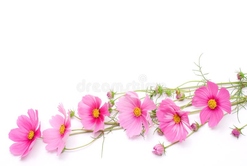 Fiore dentellare dell'universo fotografie stock libere da diritti Fiore dentellare dell'universo fotografie stock libere da diritti