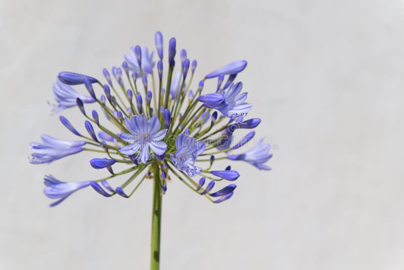 Fiore di agapanthus in blu immagine stock Fiore di agapanthus in blu immagine stock