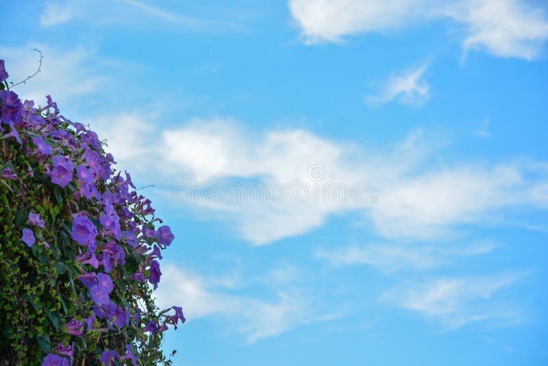 Fiore di bluebell in violetto blu immagini stock Fiore di bluebell in violetto blu immagini stock