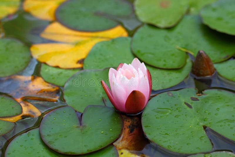 Fiore di bud di Lily tra foglie sull'acqua immagini stock Fiore di bud di Lily tra foglie sull'acqua immagini stock