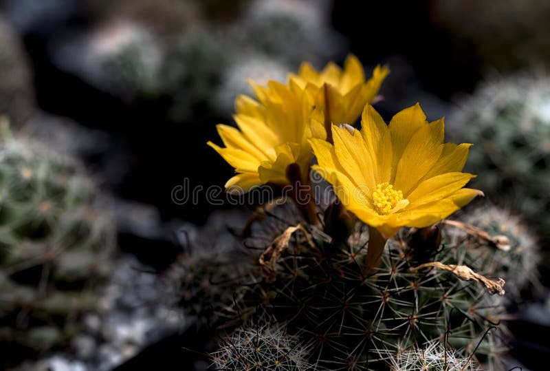Fiore di cactus selvatico e fiorente nel deserto immagine stock