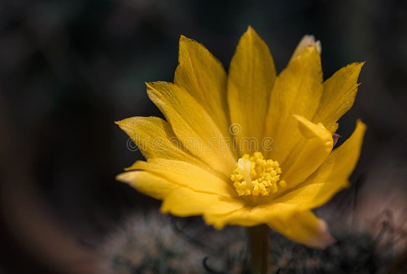 Fiore di cactus selvatico e fiorente nel deserto immagine stock