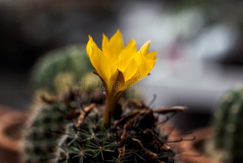 Fiore di cactus selvatico e fiorente nel deserto fotografia stock