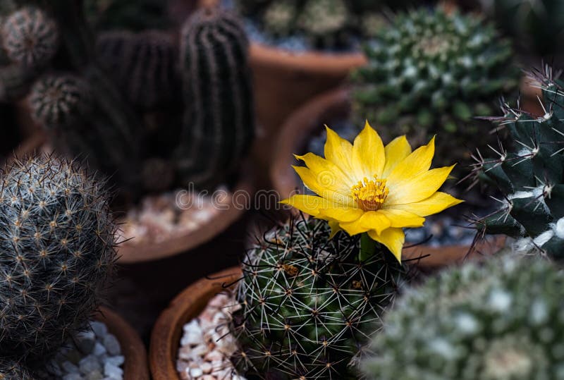 Fiore di cactus selvatico e fiorente nel deserto fotografie stock