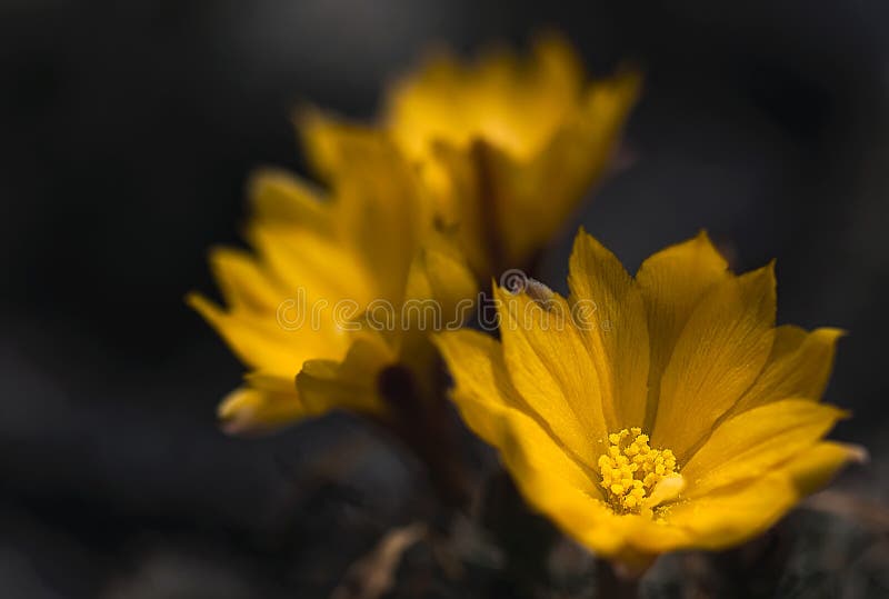 Fiore di cactus selvatico e fiorente nel deserto fotografie stock
