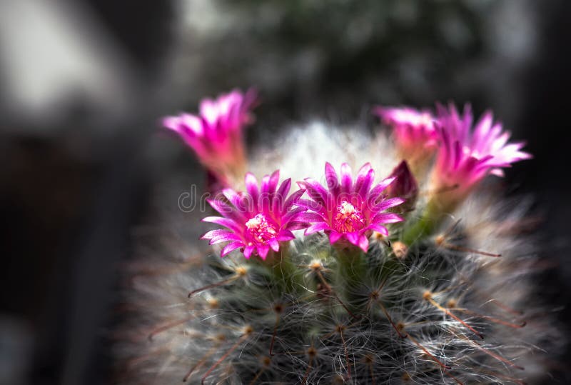 Fiore di cactus selvatico e fiorente nel deserto immagini stock
