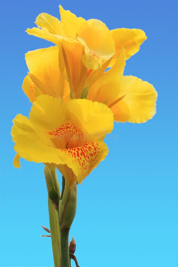 Fiore di Canna fotografie stock libere da diritti