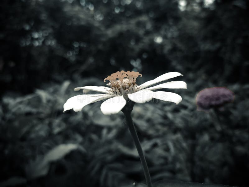 Fiore di colore scuro fotografia stock libera da diritti
