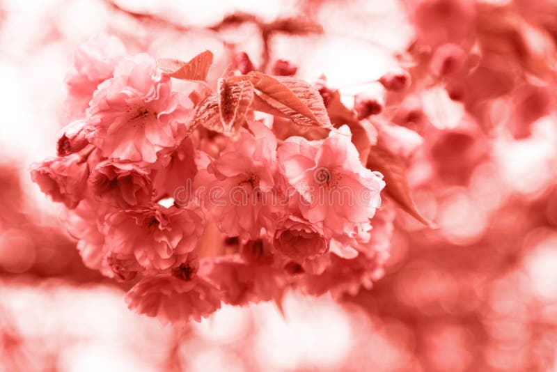 Fiore di corallo di Sakura Coral Colors vivente Colore dell'anno 2019 fotografia stock Fiore di corallo di Sakura Coral Colors vivente Colore dell'anno 2019 fotografia stock