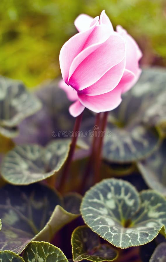 Fiore di Cyclamen immagini stock Fiore di Cyclamen immagini stock