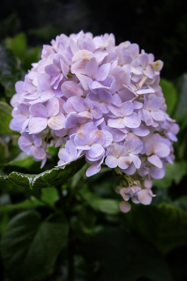Fiore di farfalla dell'ortensia del sogno immagini stock libere da diritti Fiore di farfalla dell'ortensia del sogno immagini stock libere da diritti
