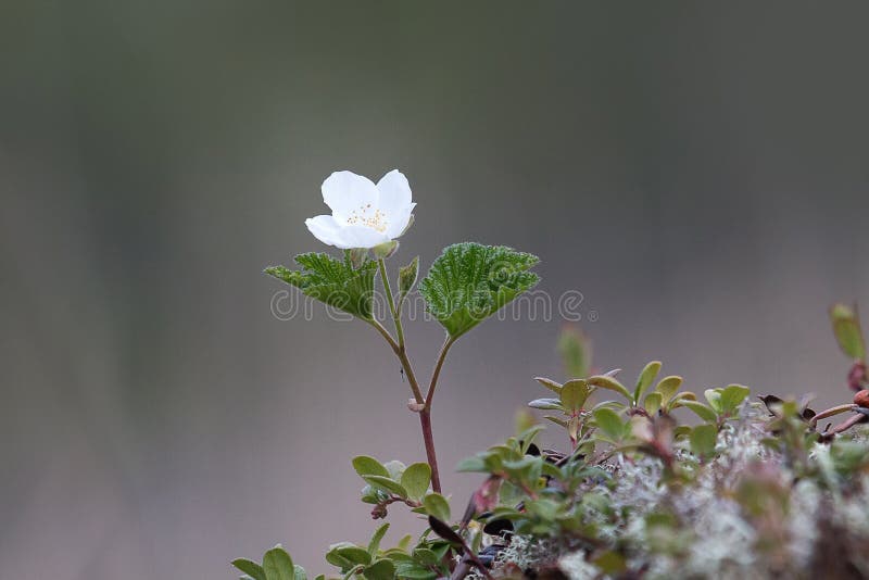 Fiore di fragole fotografie stock libere da diritti Fiore di fragole fotografie stock libere da diritti