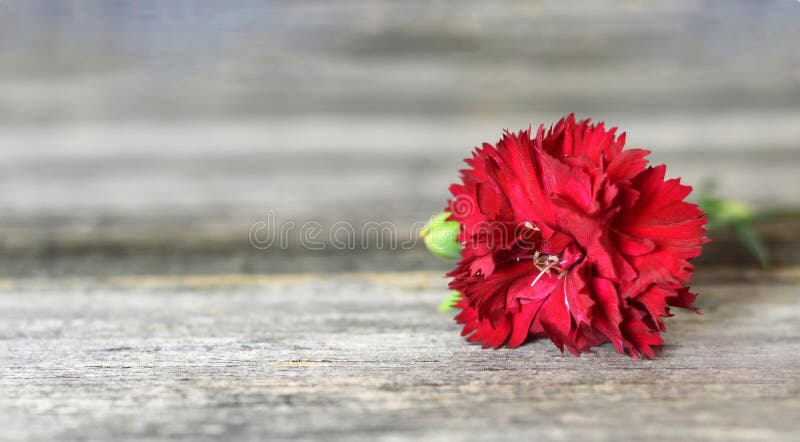Fiore di garofano rosso su fondo di legno immagine stock libera da diritti Fiore di garofano rosso su fondo di legno immagine stock libera da diritti