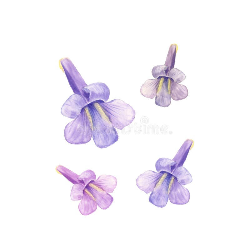 Fiore di kawakamii del Paulownia in uno stile dell'acquerello isolato Per fondo, struttura, il modello dell'involucro, la struttu royalty illustrazione gratis Fiore di kawakamii del Paulownia in uno stile dell'acquerello isolato Per fondo, struttura, il modello dell'involucro, la struttu royalty illustrazione gratis