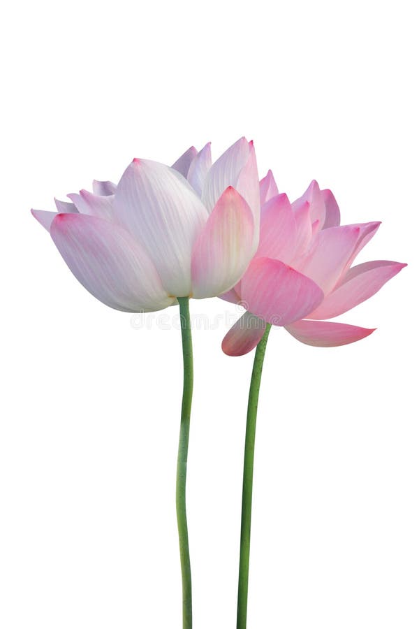 Fiore di loto fotografie stock