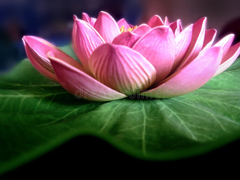 Fiore di loto fotografia stock
