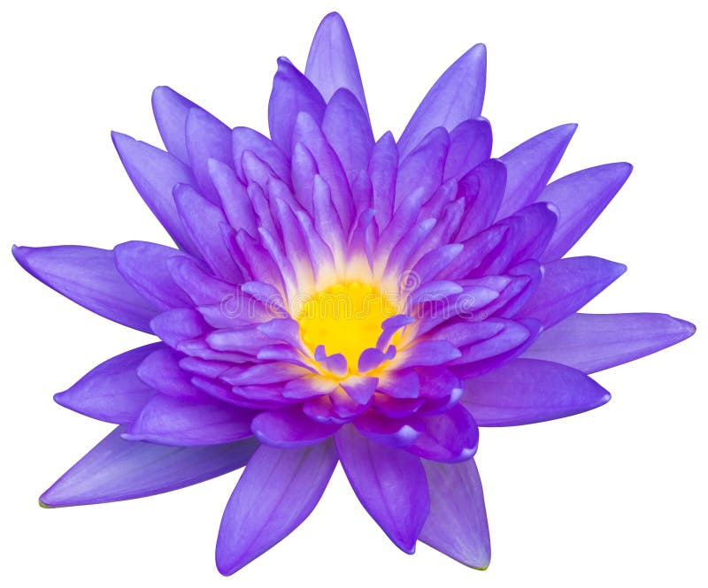 Ninfea o fiore di loto fotografie stock