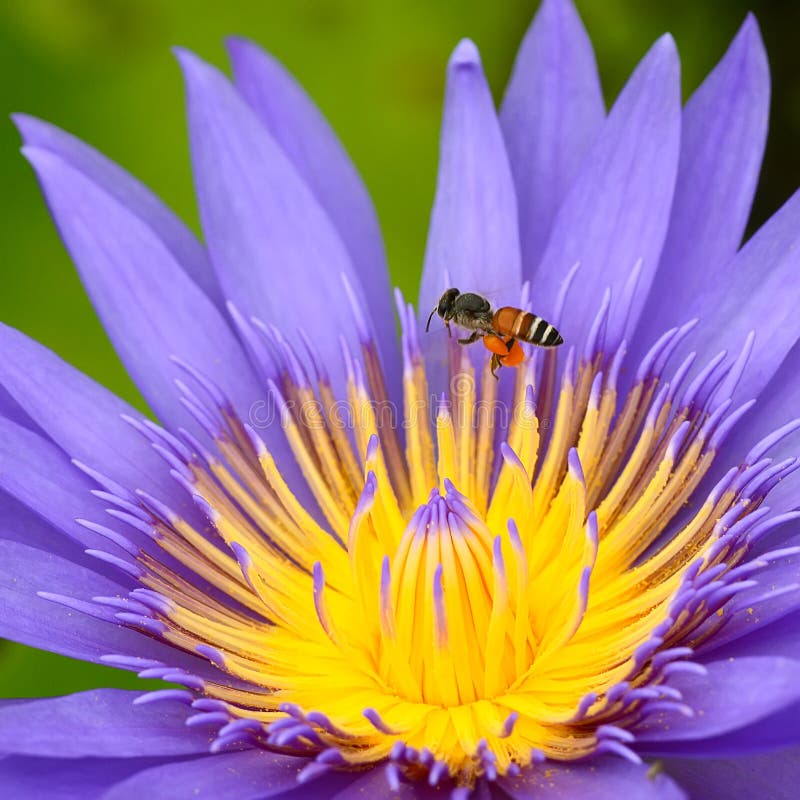 Fiore di loto porpora sul fiume, Tailandia fotografie stock Fiore di loto porpora sul fiume, Tailandia fotografie stock