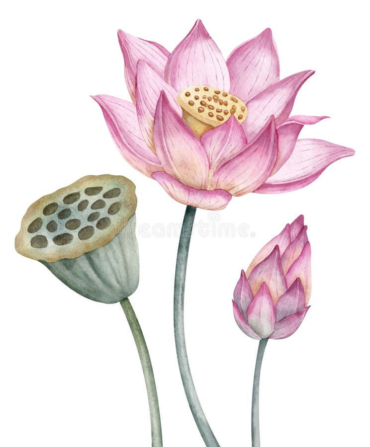 Fiore di loto rosa. filigrana a mano disegno a mano illustrazione di filamenti d'acqua su fondo isolato. disegno botanico di immagine stock