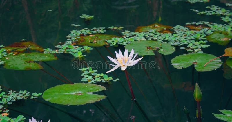 Fiore di loto rosa di lily nella chiusura delle acque del lago. fioritura naturale in foreste tropicali. piante acquatiche verdi i