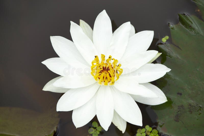 Fiore di Lotus bianco del genere Nelumbo, maharashtra, India fotografia stock Fiore di Lotus bianco del genere Nelumbo, maharashtra, India fotografia stock