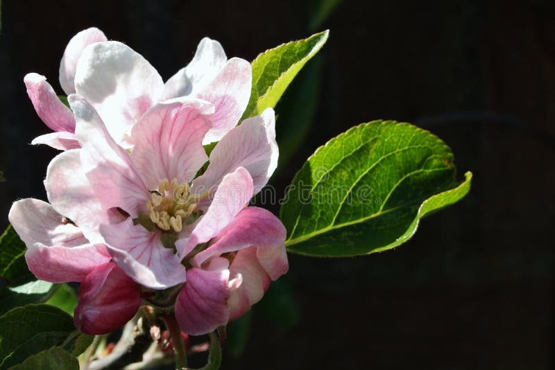 Fiore di mele rosa chiuso immagine stock libera da diritti
