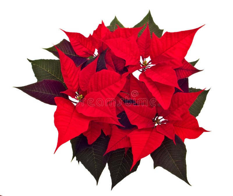 Poinsettias Christmas flower isolated on white background. Poinsettias Christmas flower isolated on white background