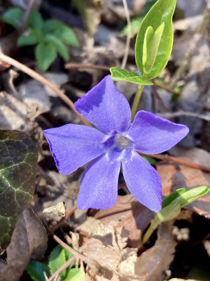Fiore di periwinkle immagine stock libera da diritti