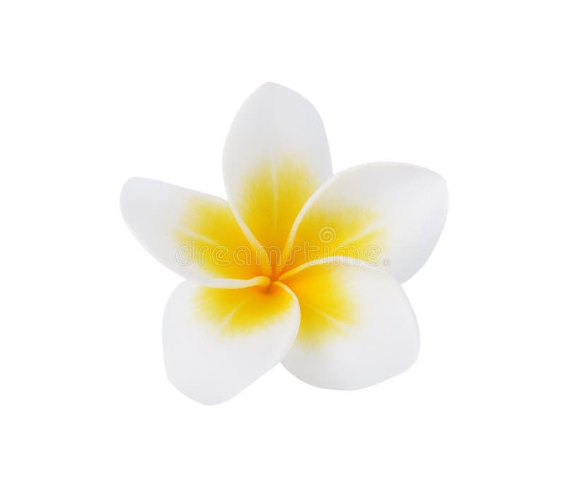 Fiore di plumeria o del frangipane fotografia stock libera da diritti Fiore di plumeria o del frangipane fotografia stock libera da diritti