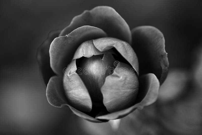 Fiore Di Rosa In Bianco E Nero Fotografia Stock Immagine