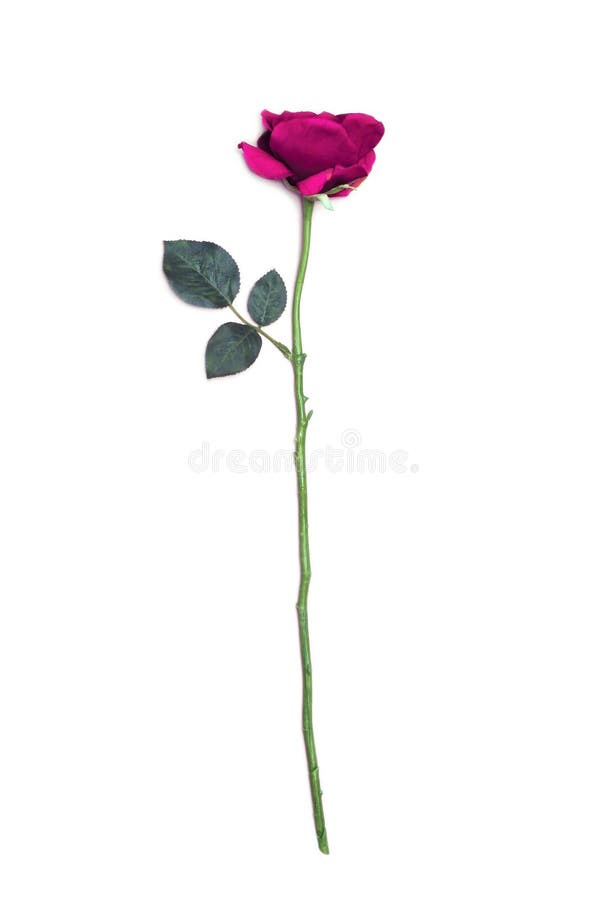 Fiore di rosa di colore rosa isolato su priorità bassa bianca immagine stock Fiore di rosa di colore rosa isolato su priorità bassa bianca immagine stock