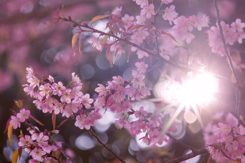 Fiore di sakura del fiore o di rosa di ciliegia con il raggio di sole