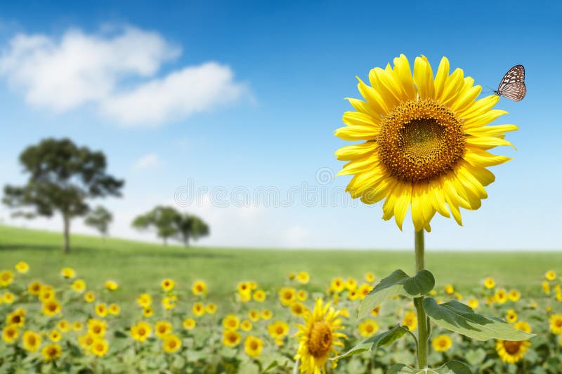 Fiore di Sun